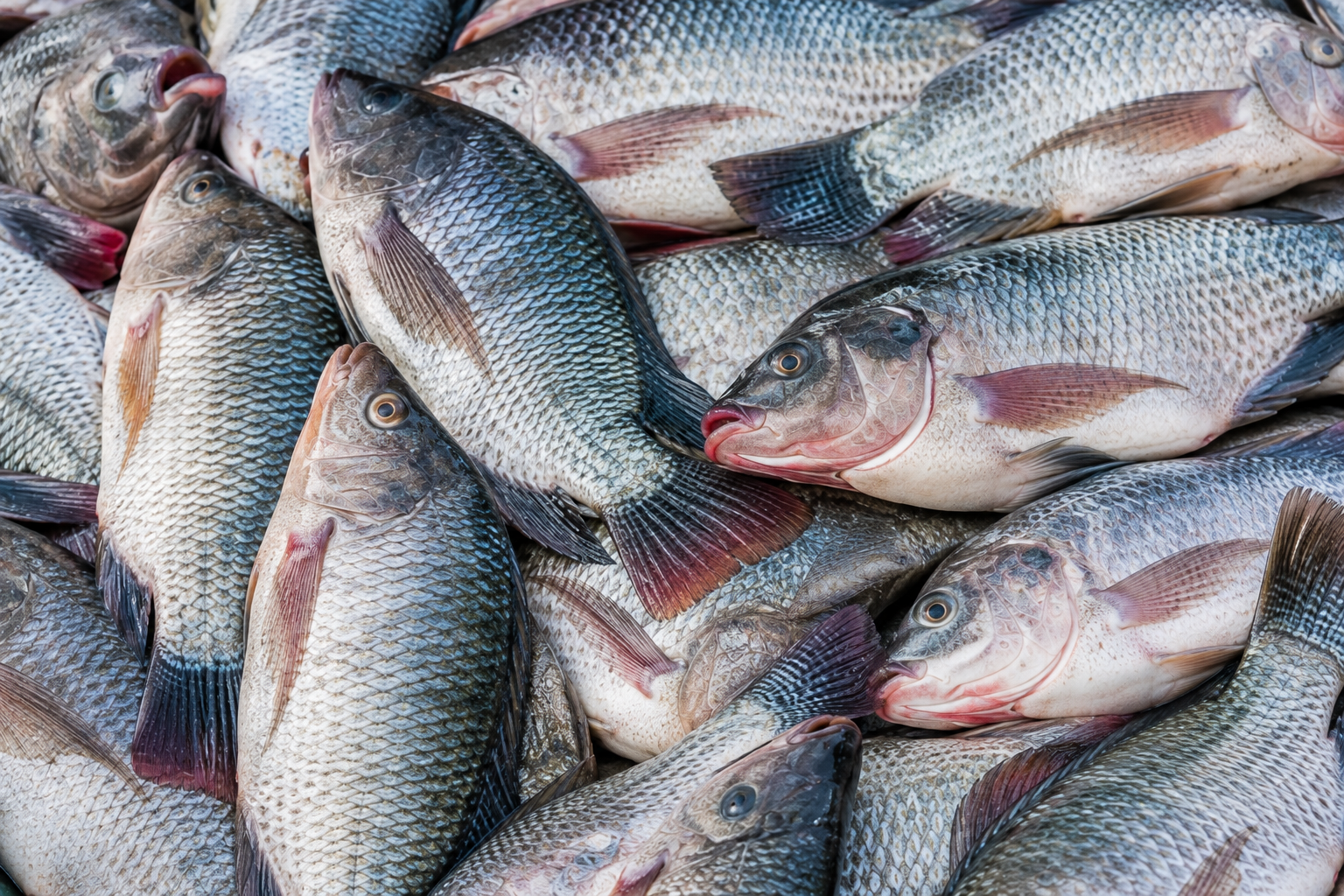Fish Harvest